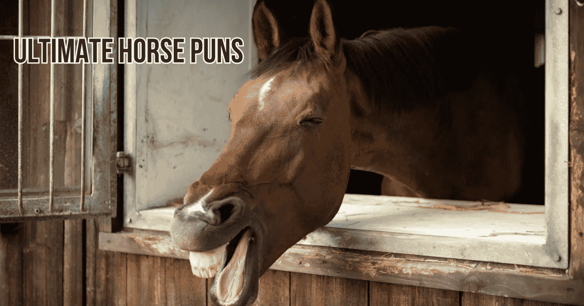 Ultimate Horse Puns